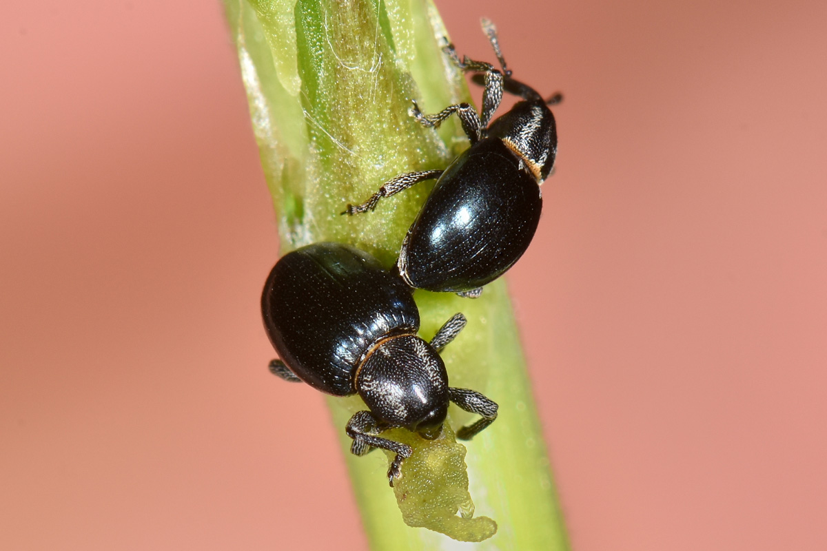 Curculionidae: Smicronyx cyaneus, su asparago